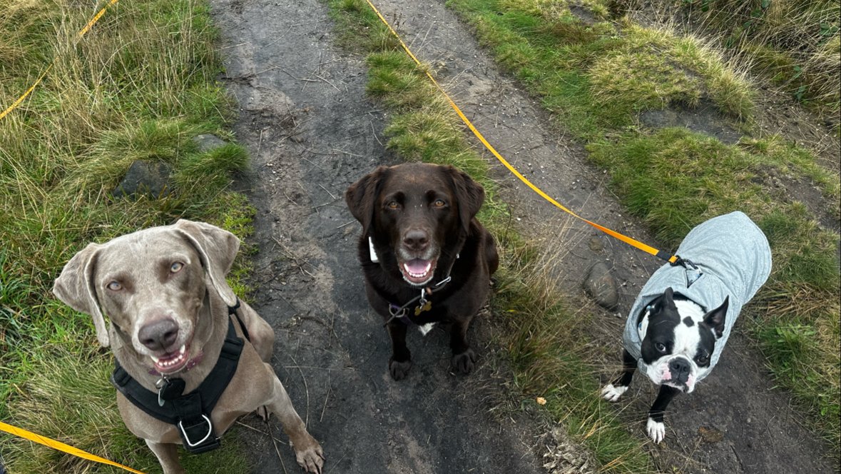 Walks 'N' Wiggles - Photo 2