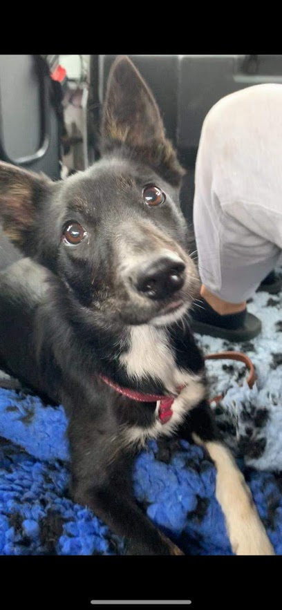 Aireworth Dogs in Need - foster home based rescue NO KENNELS - Pet Shop in Bradford