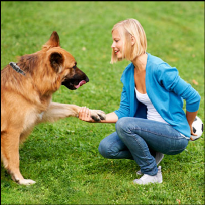 Karma Dog Training Nevada - Pet Shop in Las Vegas