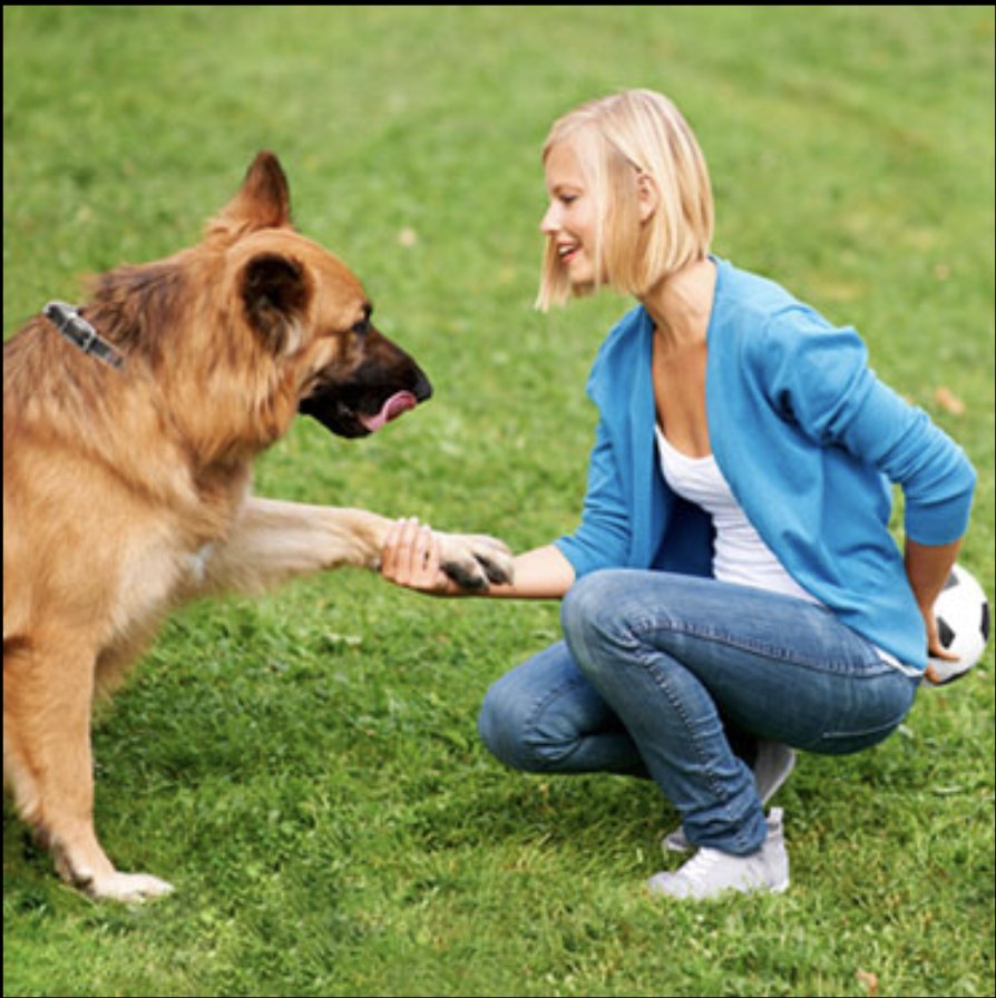 Karma Dog Training Nevada - Photo 2