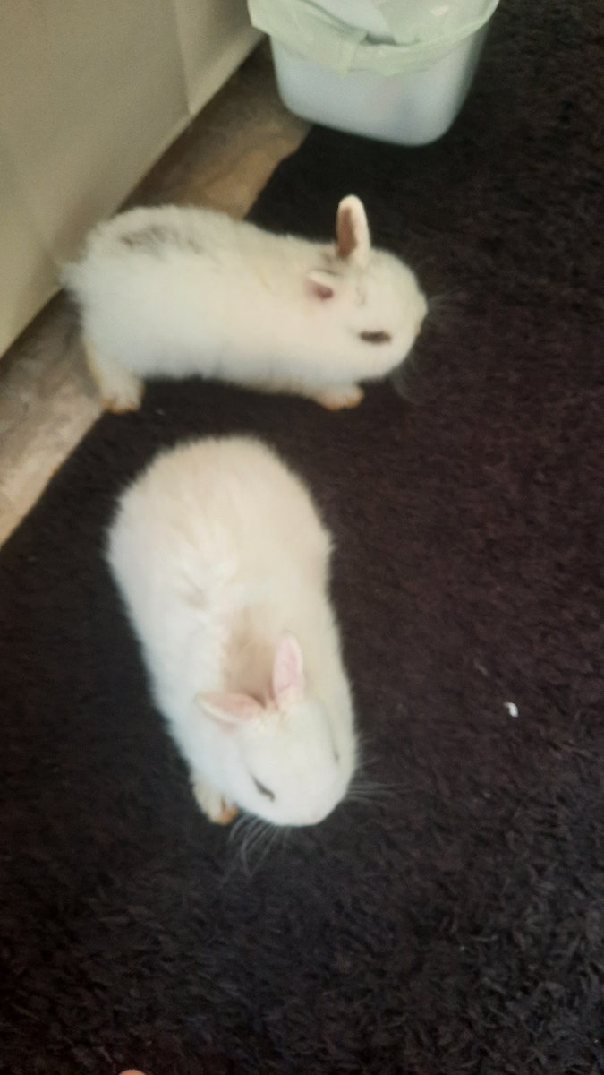 Mini Coelhos Alvorada