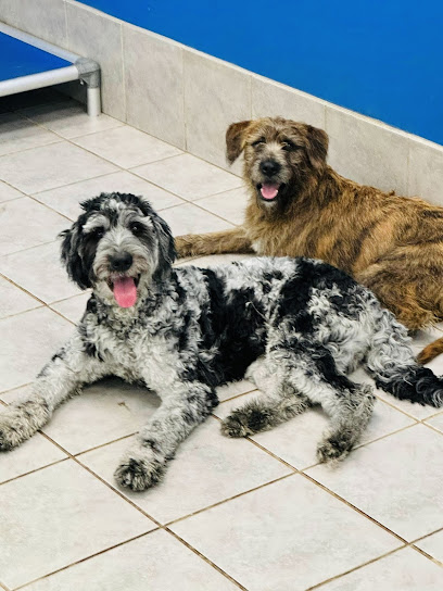 Hounds Town Centennial - Pet Shop in Las Vegas