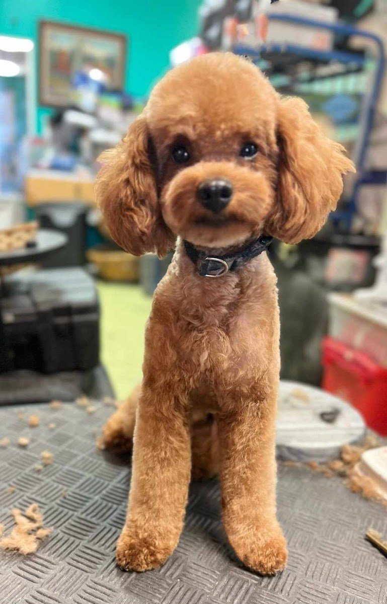 Puppy Love Pet Grooming & Boarding - Photo 2