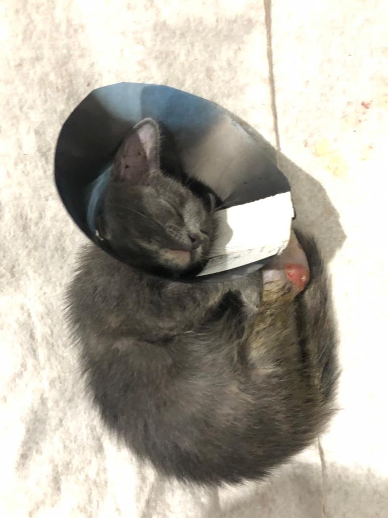 Clínica Veterinária Rio Branco