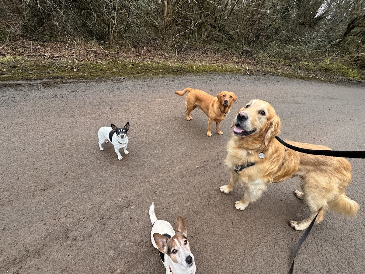 Natures Dog Walking & Boarding - Photo 2