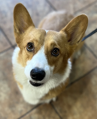 Companion Animal Hospital - Pet Shop in Las Vegas
