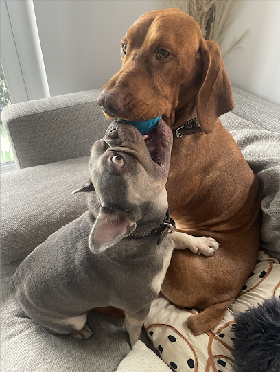 Kobe & Crew Dog Services