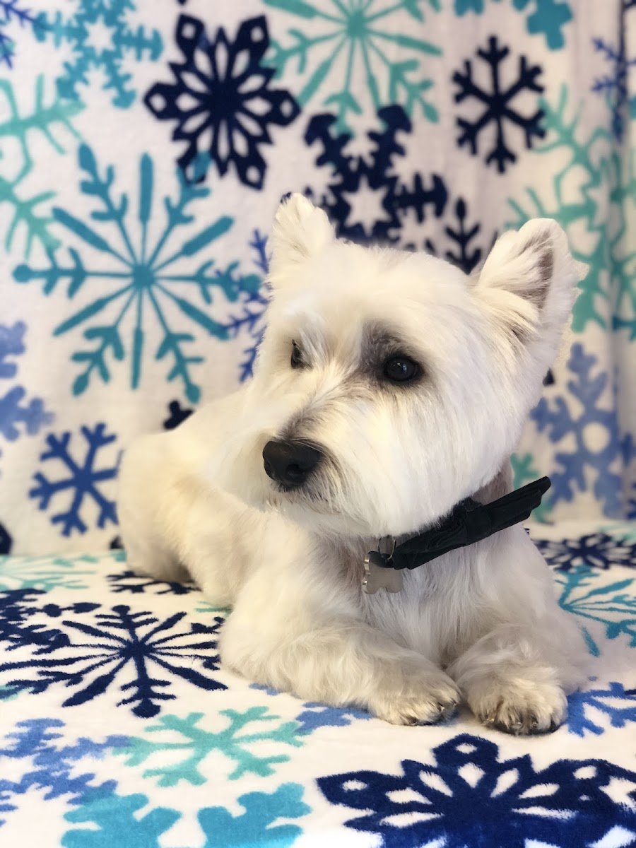 D-Tails Pet Spa - Photo 2