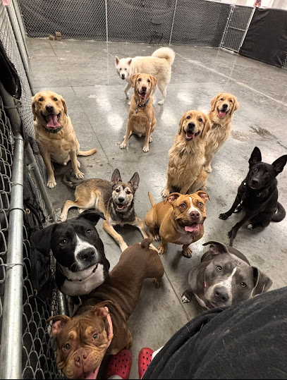 Buddies: Pet Daycare, Boarding and Grooming - Pet Shop in Las Vegas