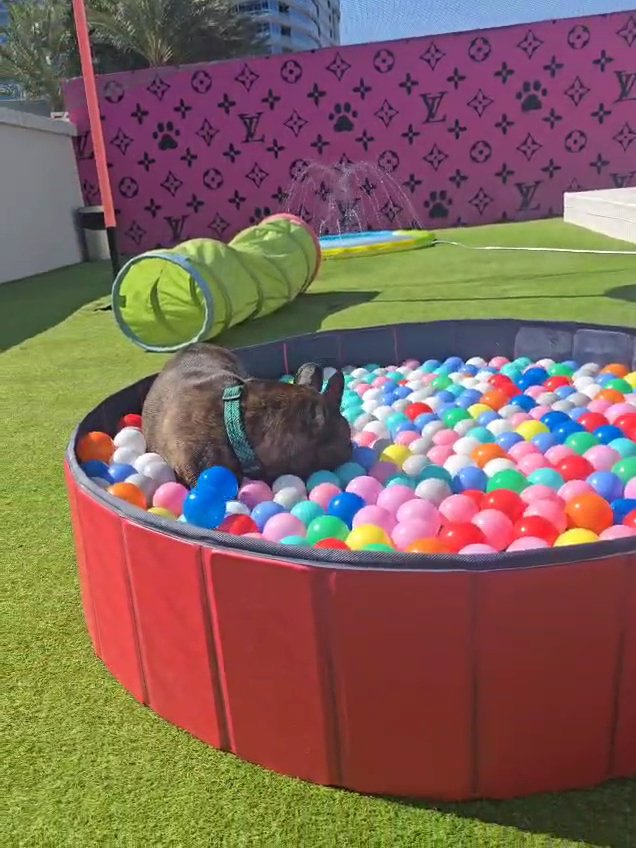 Pawsh Palace - Photo 2