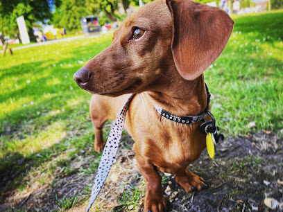 Coco Loco Dog sitting services