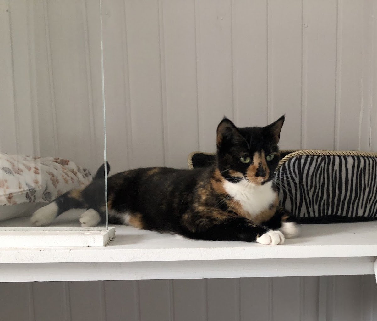 Country Cats Cattery - Photo 2