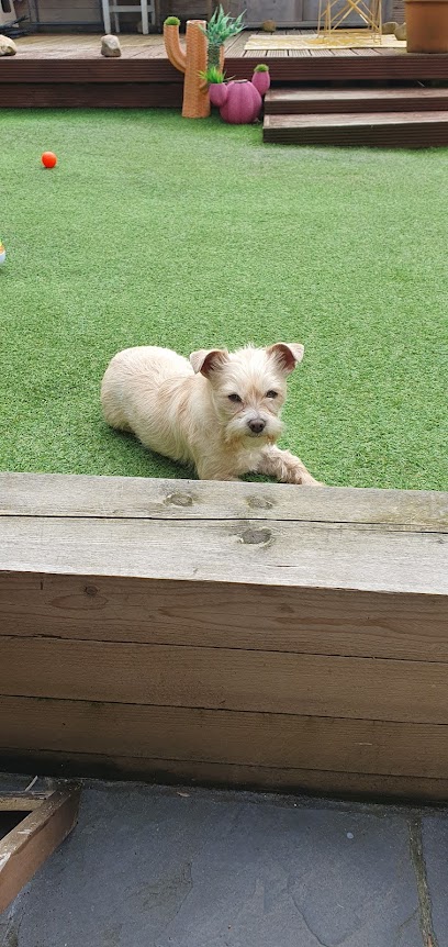 Mandy pet and home sitting service