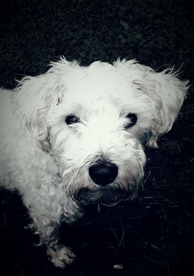 Friends for Pets Barry - Photo 2