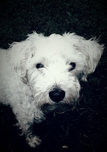 Friends for Pets Barry