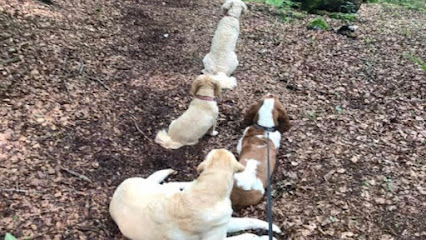 Safe and Sound Pet Care - 13 Years In Businesses In North Cardiff