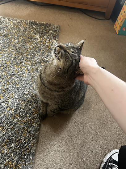 Nikki’s Cat Sitting