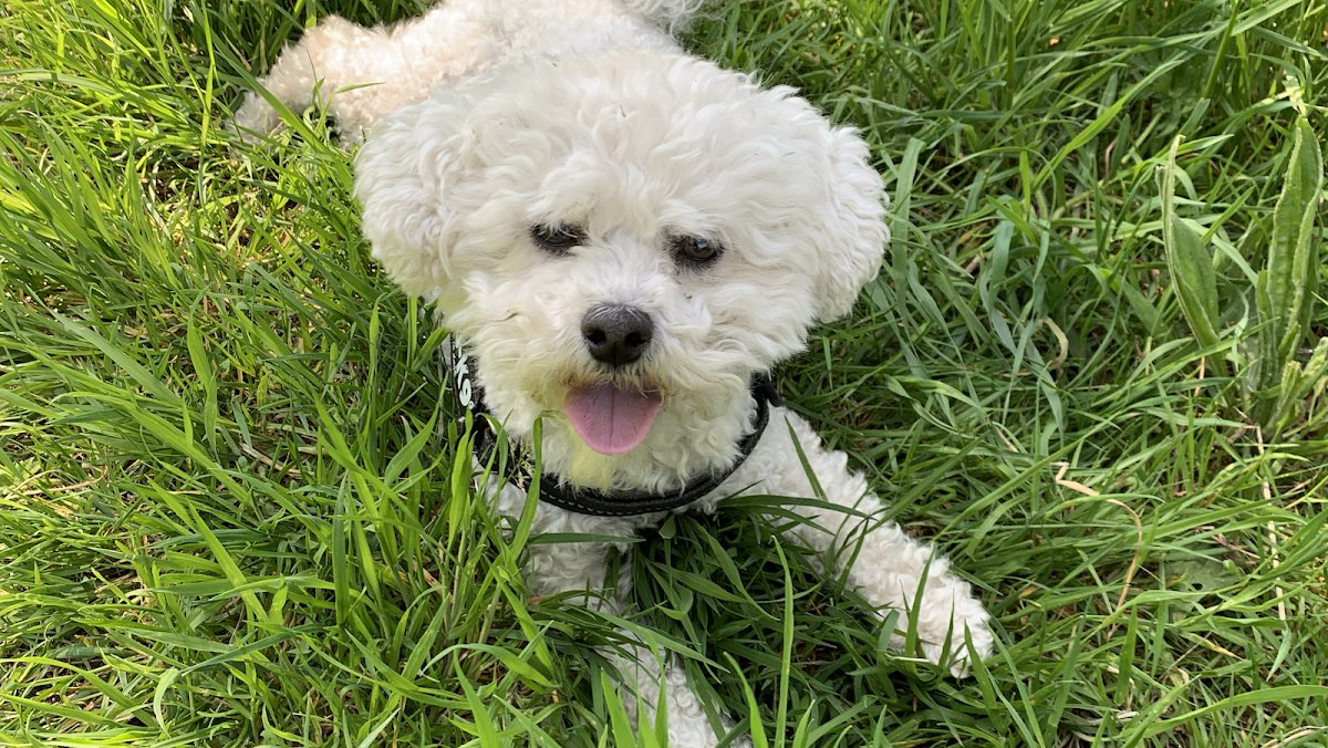 Pawsitive Choice - Photo 2