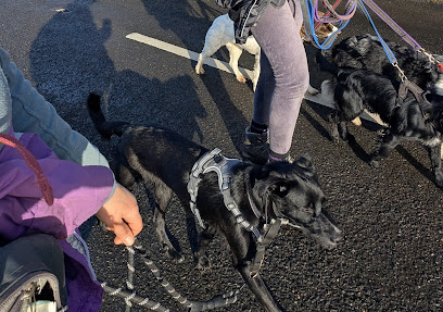 Treat Play Love Dog Walking and Sitting