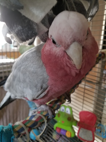 Mobile Bird Grooming, WINGS, NAILS, BEAKS...Las Vegas NV - Pet Shop in Las Vegas