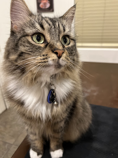 Sandy Hill Animal Clinic - Pet Shop in Las Vegas