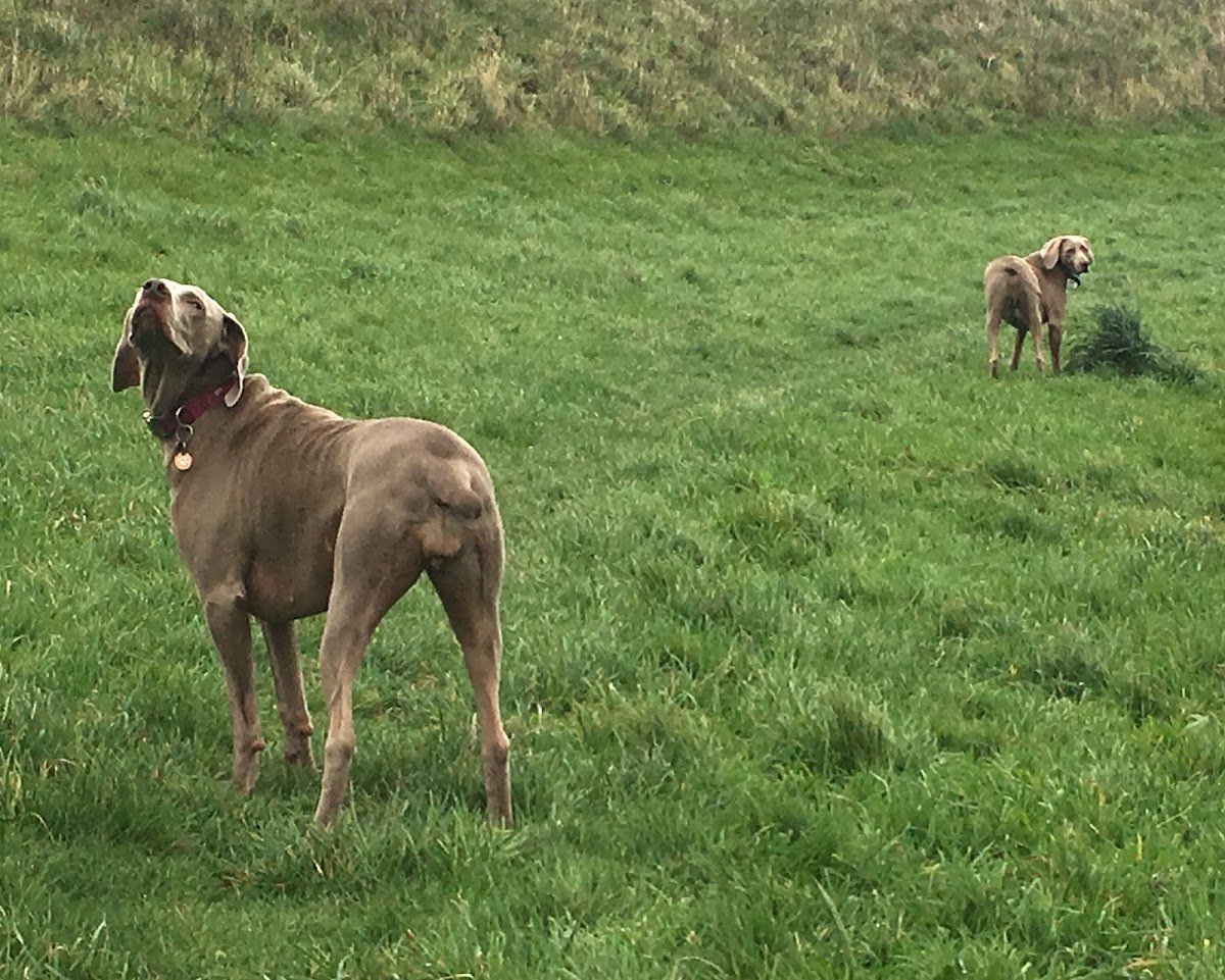 Some Pup - Photo 2