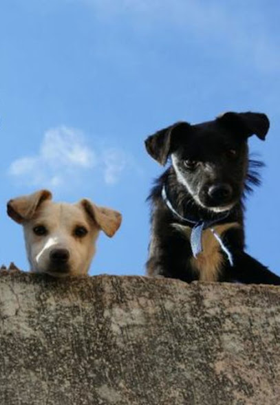 Bayside Dog Hotel - Pet Shop in Belfast
