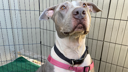 Drea's Fur Baby Services ( mobile) - Pet Shop in Las Vegas