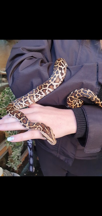 Reptile Pet Sitting NI