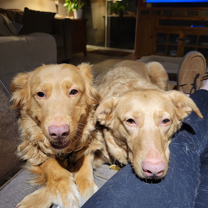 Golden Retriever Rescue - Pet Shop in Las Vegas