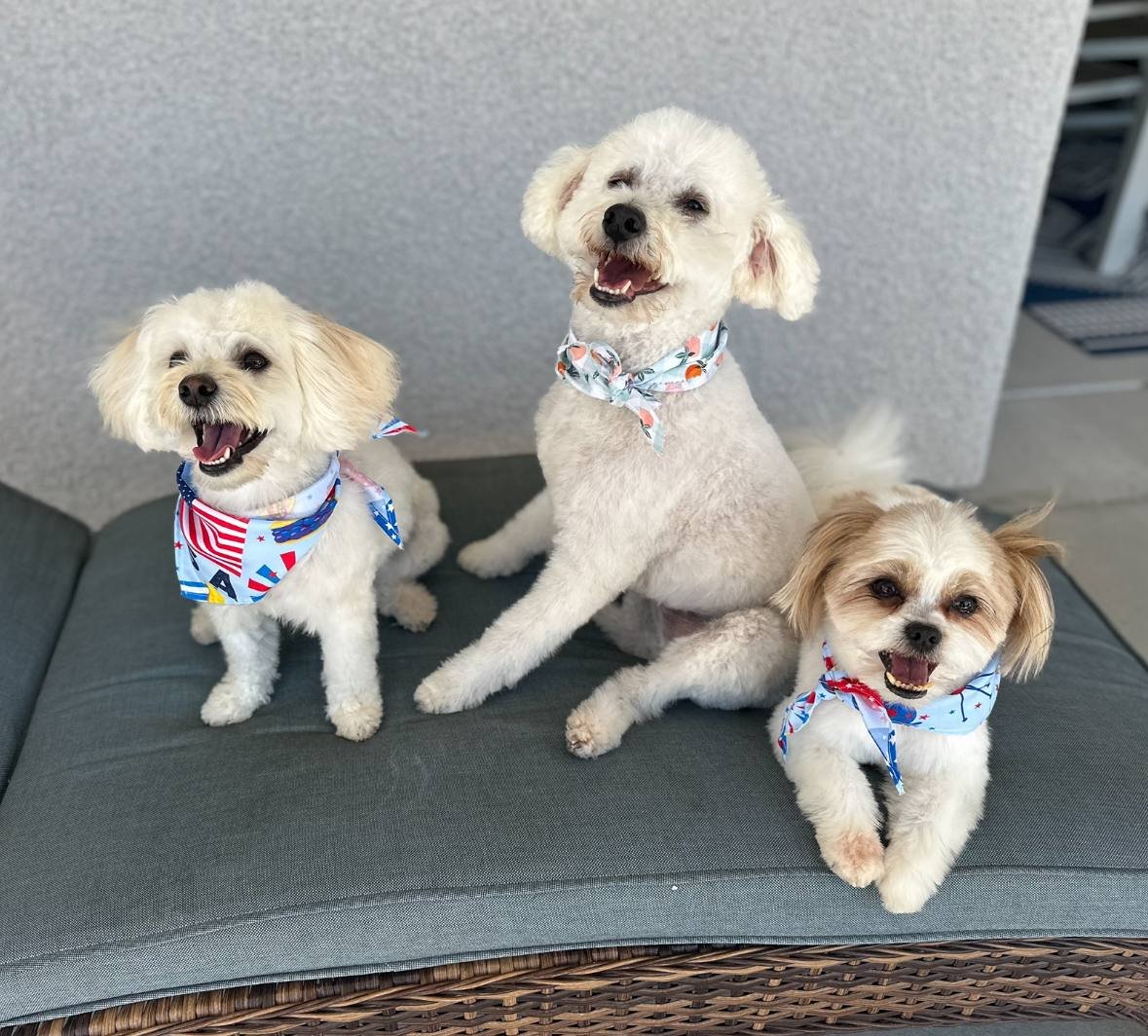 Groomer Has It - Photo 2