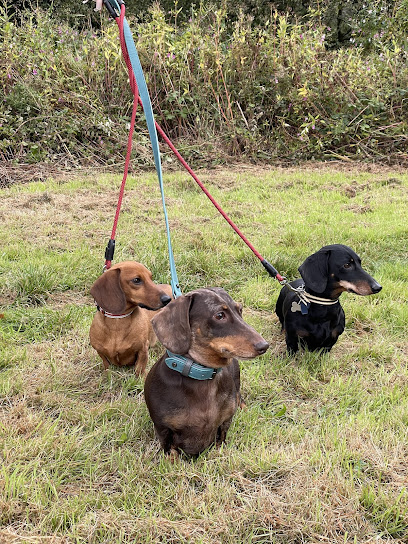 Paco's Place Dachshund Daycare & Boarding