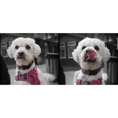 Doggy Day Camp - Stoke