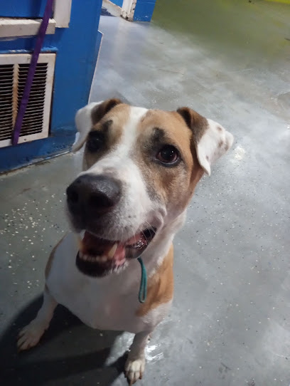 Premier Pawz Inn and Suites, LLC