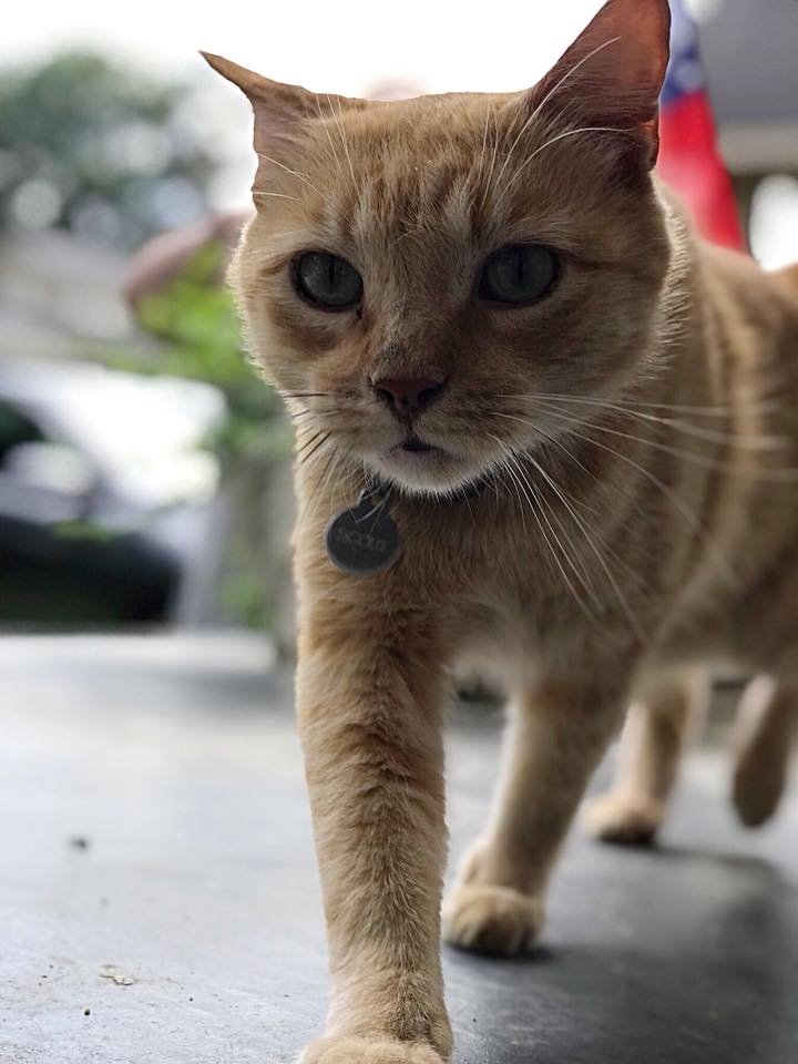 Mr. Scruff's Pet Care - Photo 2