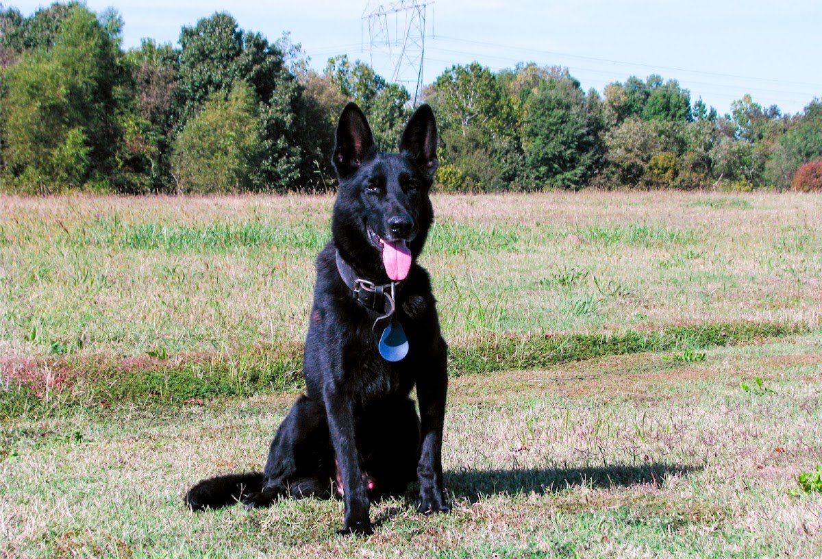 Wynne K-9 - Photo 2