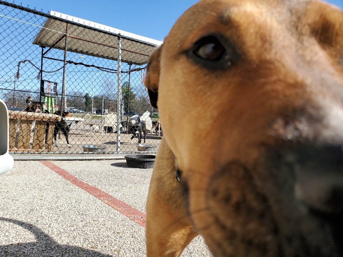 Paw Paw's Pets - Photo 2