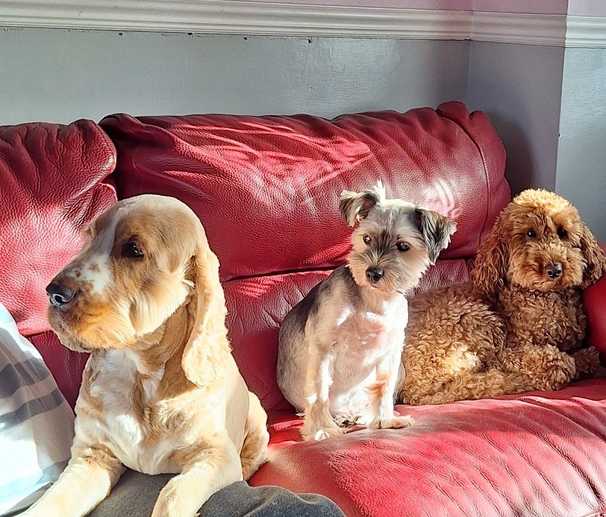 Ellie's Pet Sitting - Photo 2