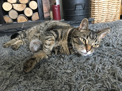 ABsolute Pet Services UK