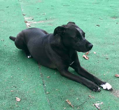 Sit.Stay.Play! Pet Sitting