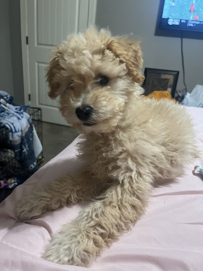 No Bad Dogs, Memphis TN.