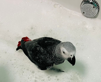 Wings Of Hope Parrot Rescue