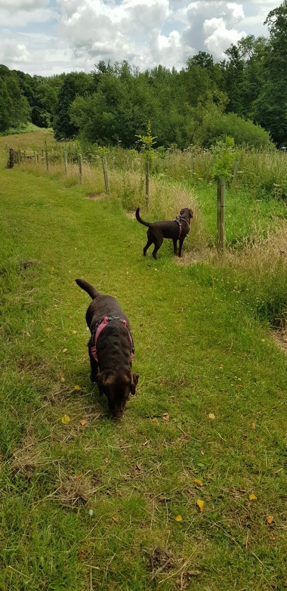 Wombourne's Happy Tails - Photo 2