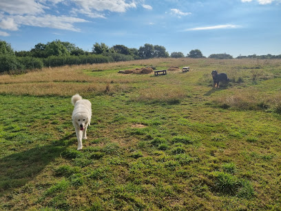Carefree Dog Walking Fields