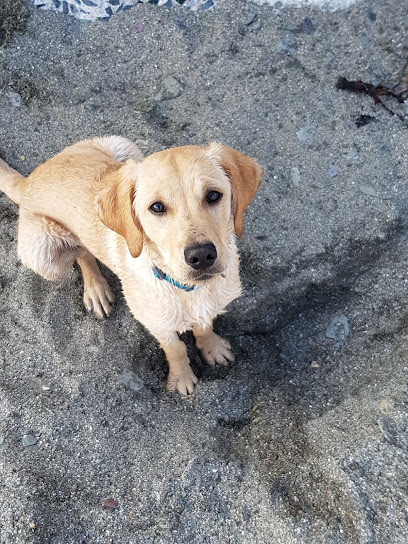 Frasers Fabulous Walkies and Care