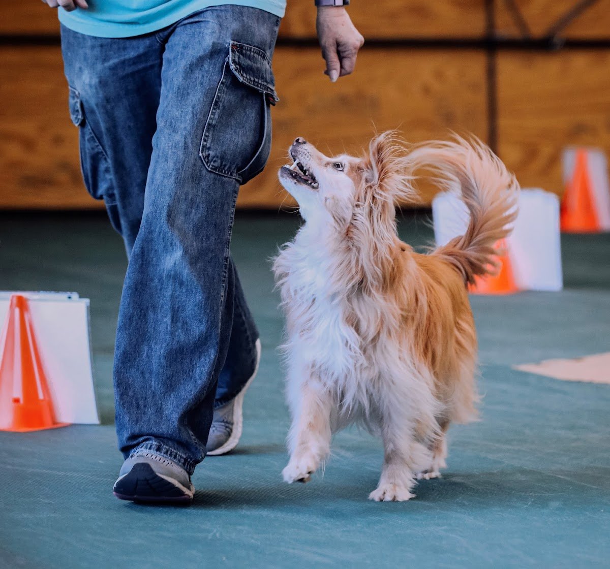Shelby County Obedience Club - Photo 2