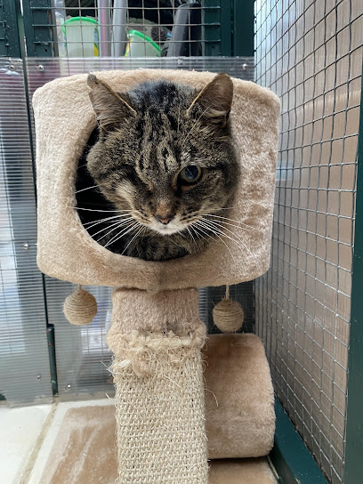 Pussy Galore Cattery