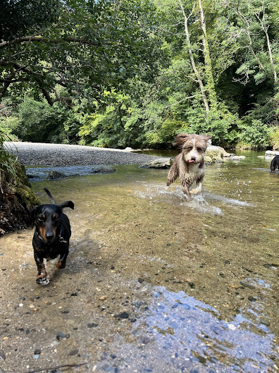 The Dog Walker