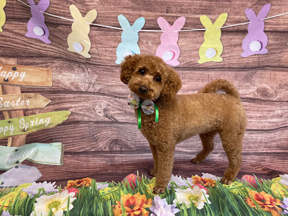 Pooch Pawfect Dog Grooming