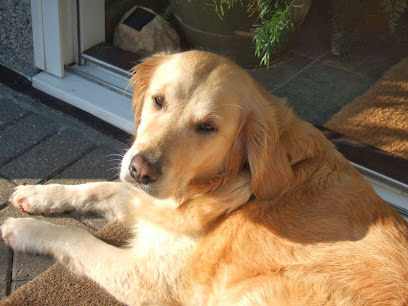 Sue's Dog Place - Pet Shop in Plymouth